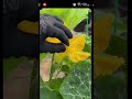 A pumpkin flower being pollinating #pumpkin #pollinating #squash# pollination #ytshorts