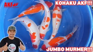 Obral Kohaku AKF!!! Koi Jumbo Harga Murah-Meriah!!! 