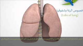 كيف تعمل الرئتين وكيف يتنفس الإنسان : الرئة