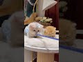 この子猫で心がふわっとなります。 #猫 #子猫 #可愛い
