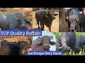 Best 150 banny buffalo documentary aai krupa dery farm   