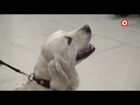 Vídeo: Com Els Gossos De Teràpia Poden Millorar La Salut Emocional Dels Pacients Hospitalaris