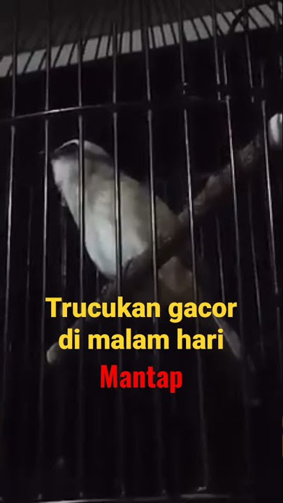 Trucukan tetap konslet biar pun di malam hari