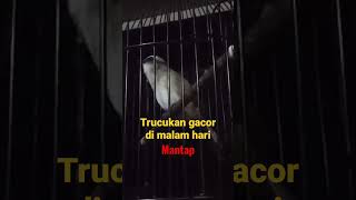 Trucukan tetap konslet biar pun di malam hari