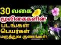      herbal plants name mooligai plantsmooligai maruthuvam