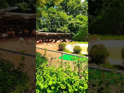 <strong>서울대공원</strong> 홍학 플라밍고