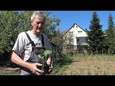 Videó: Nevelhetsz-e birsfát cserépben: A konténerben termesztett birsfa gondozása