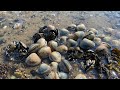 เก็บหอยคางเต็มหาดอีกแล้วแคะแบบมันส์# Find Chin Shell.6/6/21.