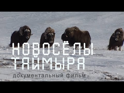 Сибирь. Переселение овцебыков на Таймыр. Таймырская тундра. Nature of Russia.