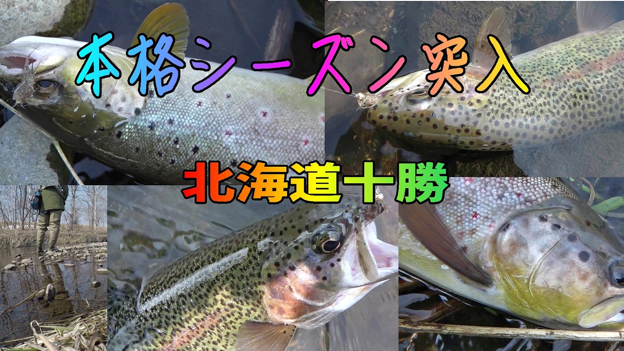 2023.3.22 高活性！早くもドライフライの季節到来 トラウト王国北海道