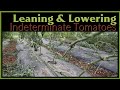 Why Use the Lower and Lean Method for  Indeterminate Tomatoes in a Hoop House