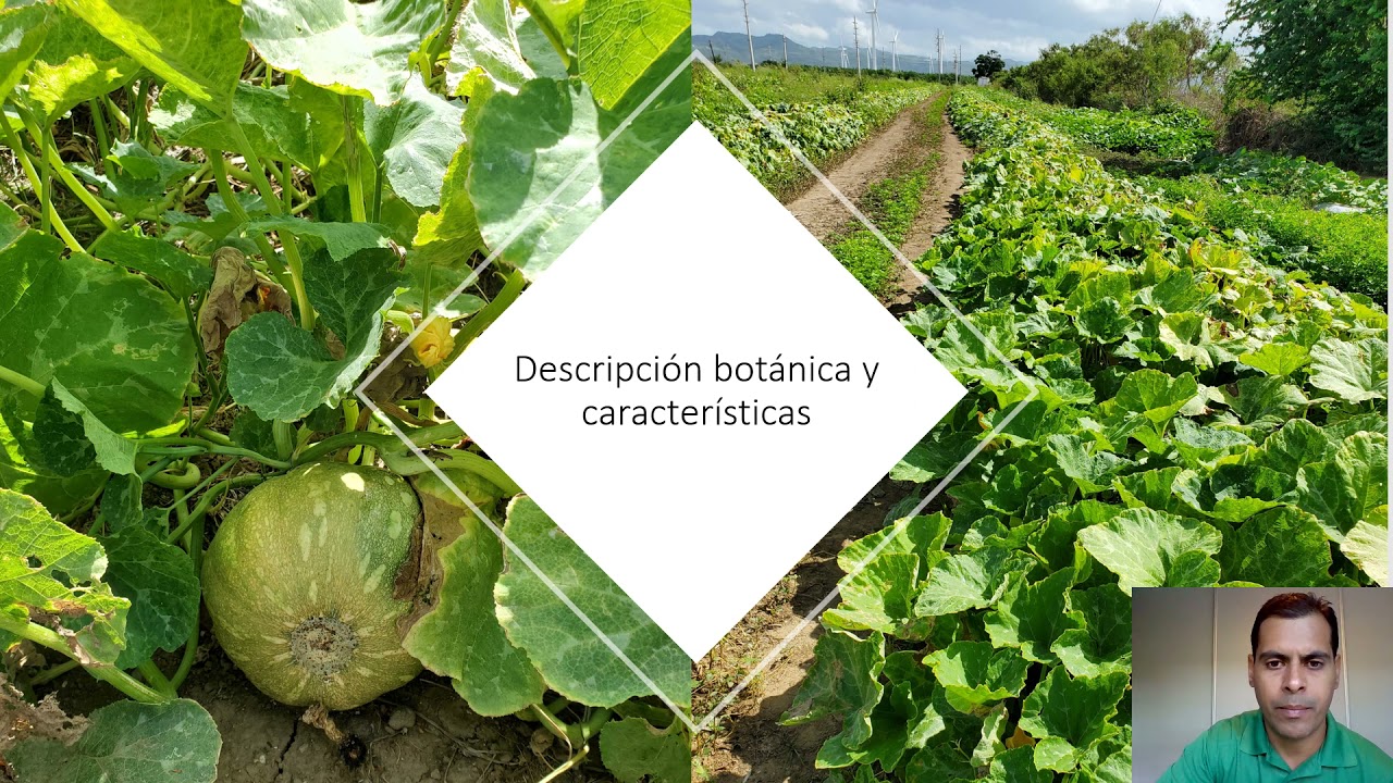 Taller de Calabaza y Calabacines en Puerto Rico