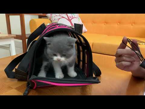 Mèo Anh Lông Ngắn Màu Bicolor - Bé mèo Anh lông ngắn bicolor dễ thương vừa mới về Tiệm Mèo Sen - Giá rẻ lắm