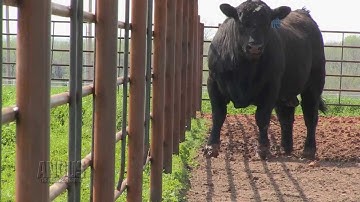 The Angus Report, Nov. 18, 2013: Practical Applications