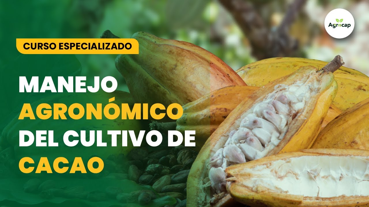 CURSO: MANEJO AGRONÓMICO DEL CULTIVO DE CACAO - MÓDULO I