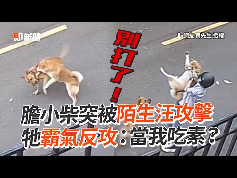 膽小柴被陌生汪攻擊！牠霸氣反攻：當我吃素？｜寵物｜狗｜柴犬｜流浪狗｜浪浪