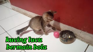 kucing lucu bermain bola