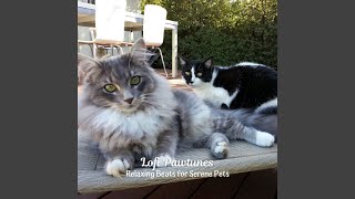 Gentle Rhythms for Paws