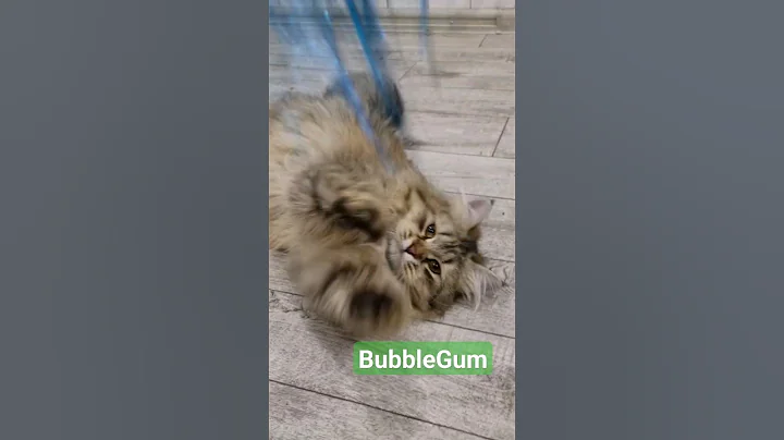 Watch the video about Cute siberian cat play with toy 😍 #siberiancat #funnycat #cuteanimalscompilation cuteanimals