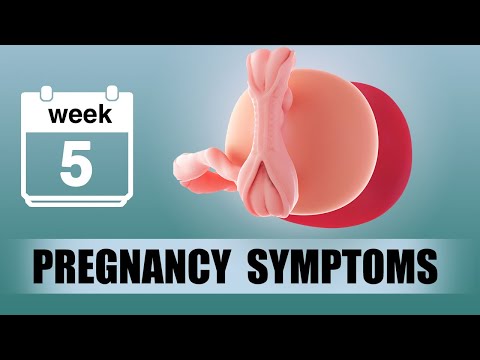 5 Weeks Pregnant - 5 Weeks Pregnant Symptoms & Updates of Baby Development