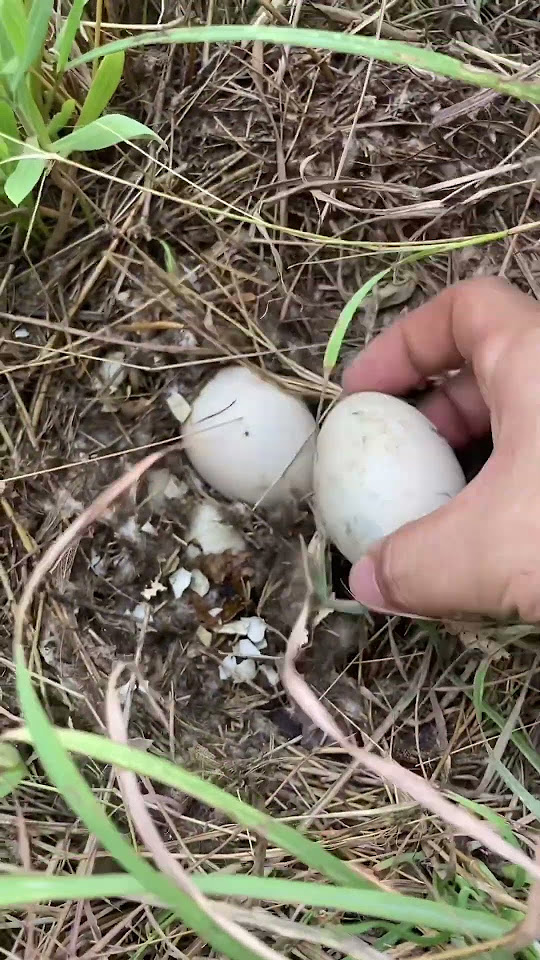 Abandoned Duck Eggs.!!😱😱 shorts duck animals hatching egg nature