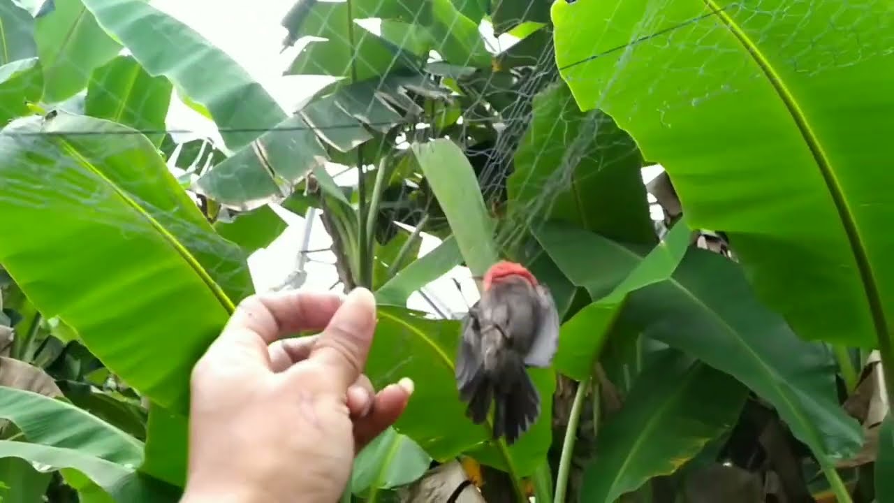 Cara Unik Menangkap Burung - Part 3 End 