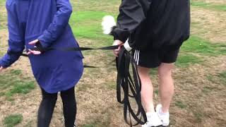 WHY DOG PARKS CAN BE A BAD IDEA FOR SOCIALISING YOUR DOG.