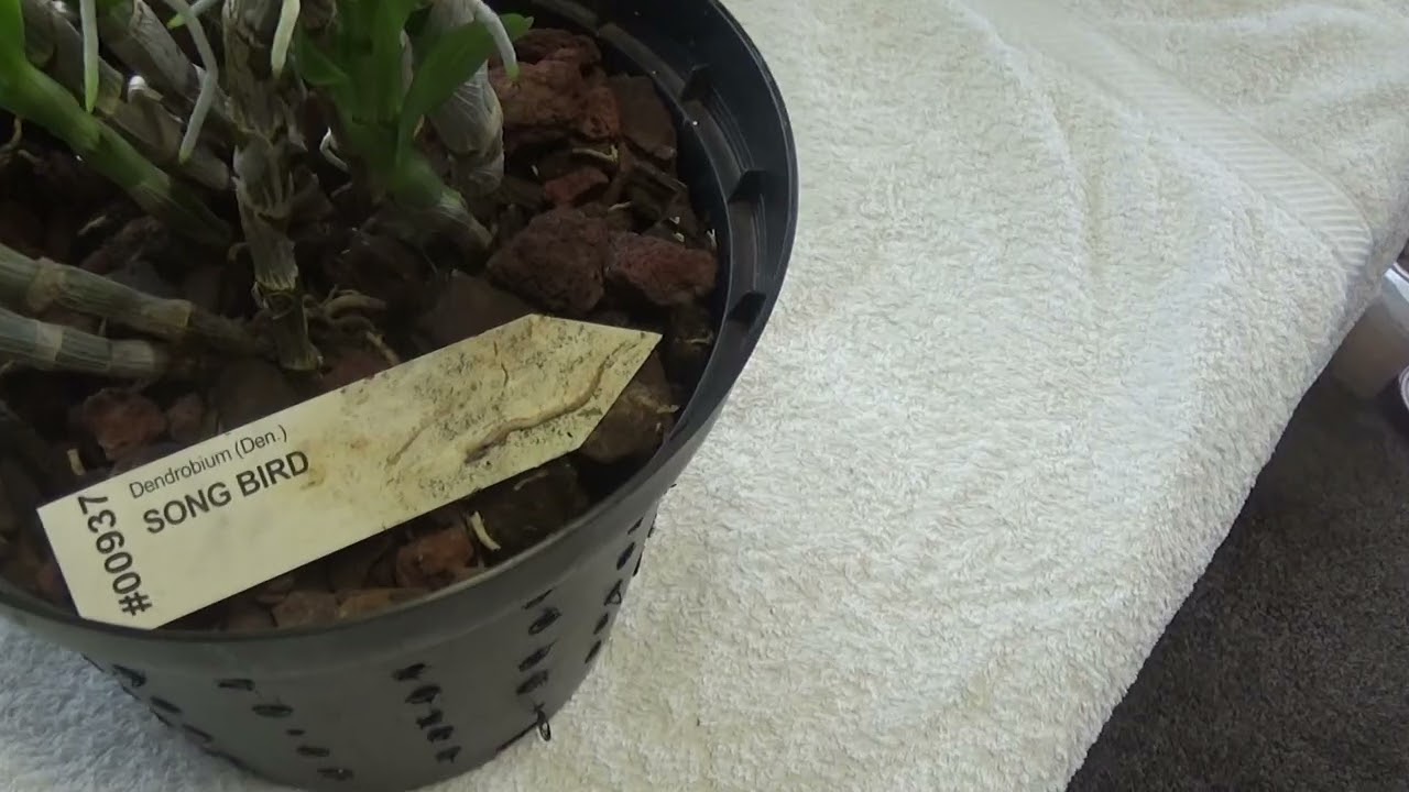 Краткое обновление информации о сорте Dendrobium nobile 