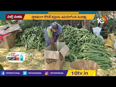 బీర సాగు లాభాల పంట | Profits With Luffa Cultivation | 10TV New