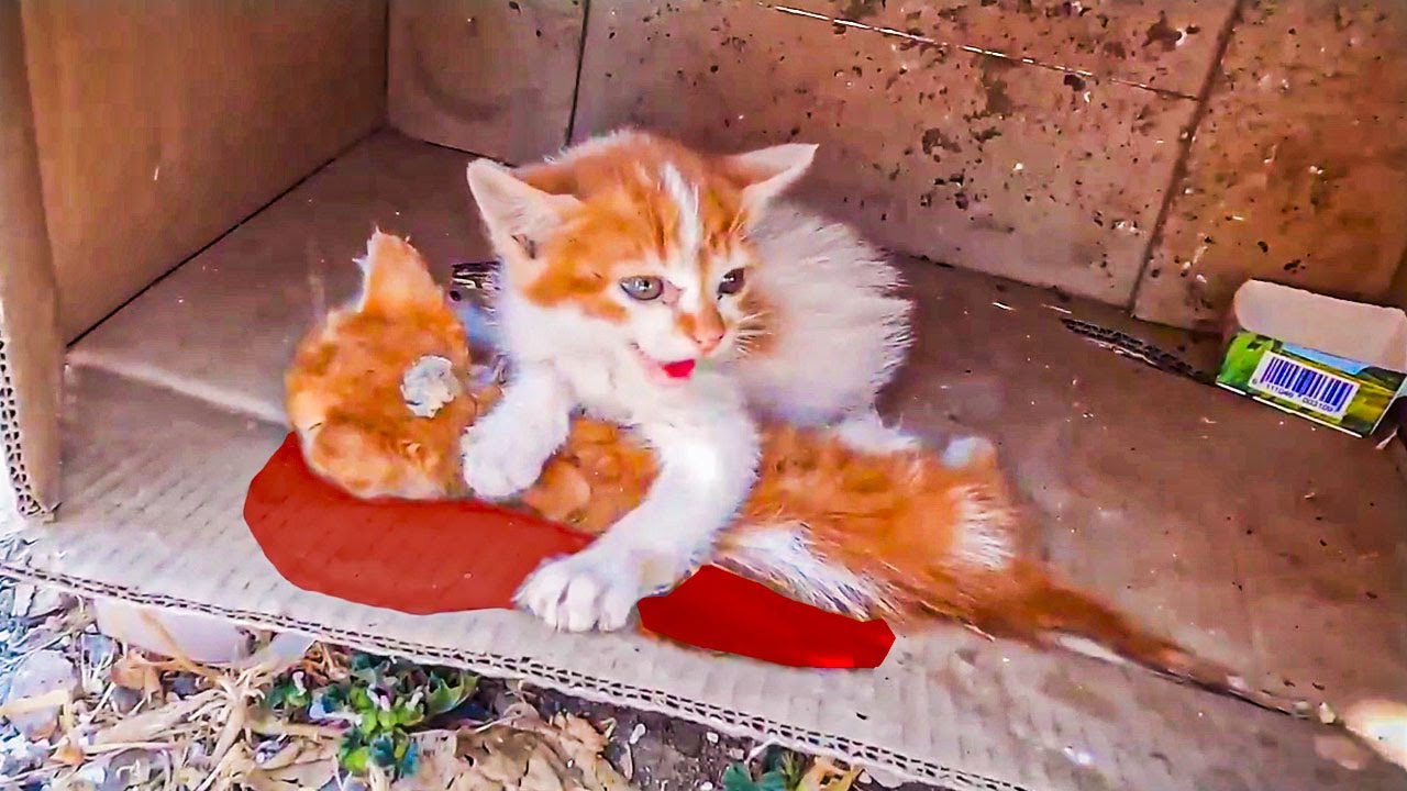 Abandoned Kitten Defends His Injured Brother Tooth and Nail and Doesn't