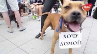 День защиты бездомных породистых собак | Покорители Москвы День защиты бездомных породистых собак | Покорители Москвы