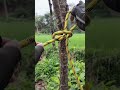 The Bowline Knot~ A very popular knot trick in climbing activities.😎 #knot #bowline #outdoors #short