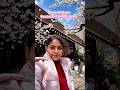 🌸cherry blossoms paaka polam vanga 🌸#shorts #shortsvideo #trending#lifeinjapan #fypシ