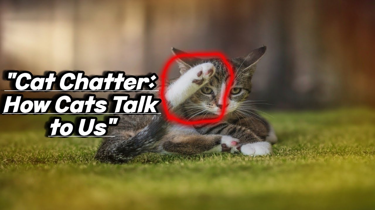 4 Ways Cats Communicate to Humans ( Other Than Meowing ) Cat Facts