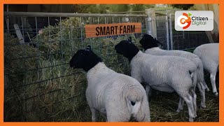Smart Farm | Farmer in Baringo rearing dorper sheep