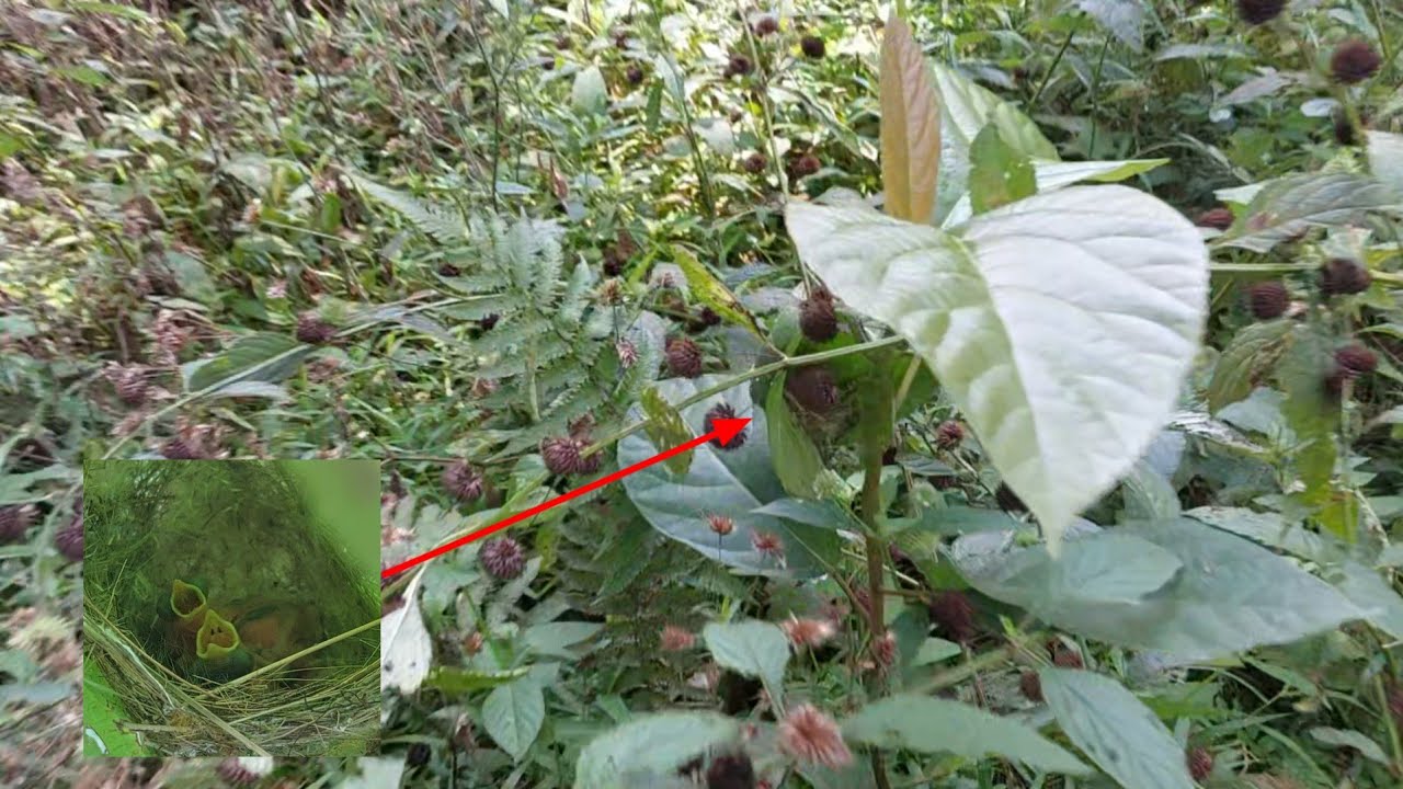 Mungkin di tempat kalian burung ini langka❗️Tapi kalo di daerah saya di belakang rumah masih banyak.