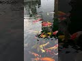 KAFE ADA IKAN KOI MYA Shortsvideo Shorts KAFE ADA IKAN KOI MYA Shortsvideo Shorts