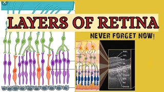 LAYERS OF RETINA