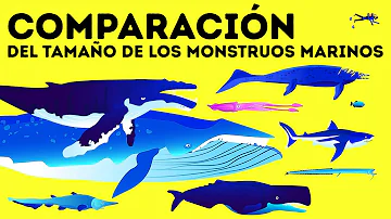 ¿Quién es más grande la orca o el megalodón?