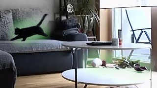 What cats do when they are home alone? Compilation of surveillance camera by Stories of my cats 1,628 views 1 year ago 8 minutes, 39 seconds