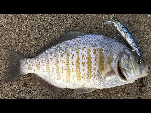 The Best Lure for Fishing the Surf (Surprise Ending) 