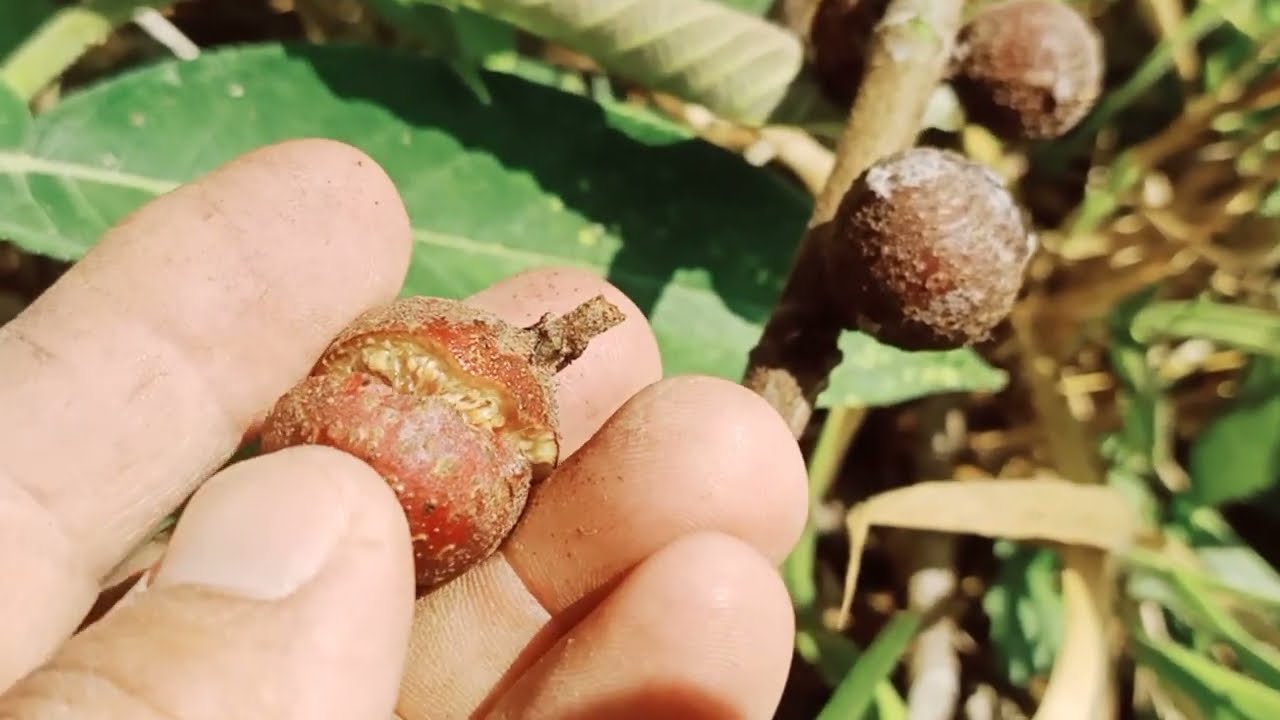 19 ./1/. 2024 ..qhia tshuaj kho mob .laug .muak