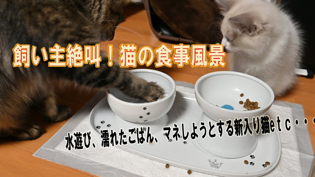 激しくなる猫の水遊びに飼い主絶叫 器用にごはんを両手で掴もうとするメインクーン 新入りラグドールは先住メインクーンのお手て水のみをマネしようとする Youtube 激しくなる猫の水遊びに飼い主絶叫 器用にごはんを両手で掴もうとするメインクーン 新入りラグドールは先住メインクーンのお手て水のみをマネしようとする Youtube