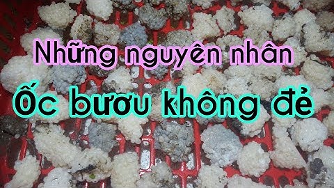 Nguyên nhân ốc bươu không đẻ Tuấn Hậu Giang