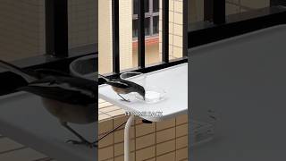 Download Lagu Encounter with the one-legged female magpie robin.#birds #cute #healing #shortvideo #animals MP3