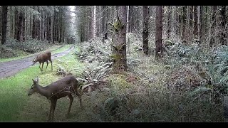 Deer in Front of Our Trail Camera