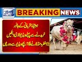 Must watch !! video before buying sacrificial animal | Lahore News HD