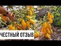 Томат банановые ноги: мой отзыв