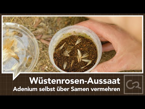 Video: Samenkapseln der Wüstenrose ernten: Samen der Wüstenrose vermehren