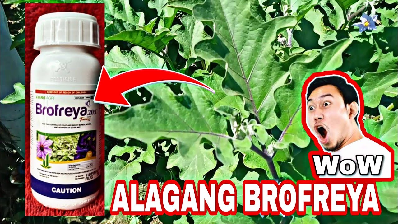 🔴BROFREYA ANG GAMIT NI BOSS DAWENG SA KANILANG TALONGAN